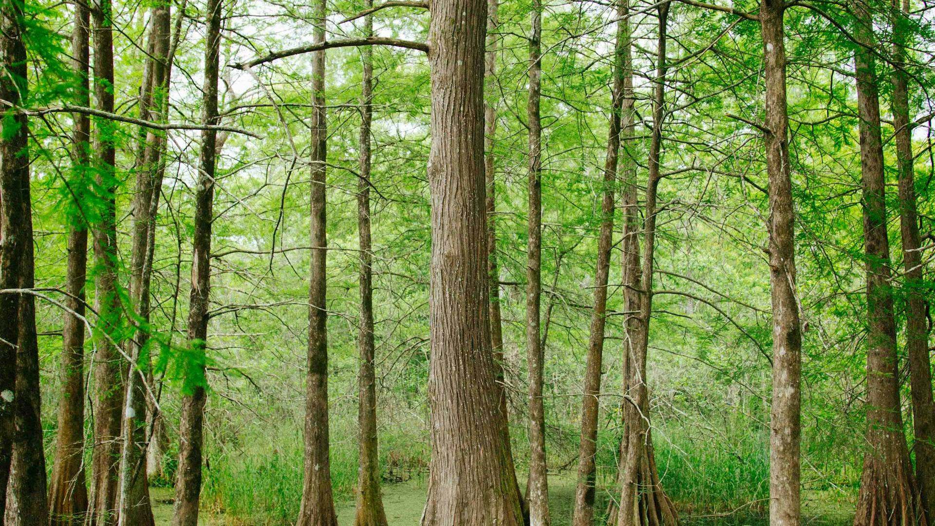 Louisiana bayou cypress trees