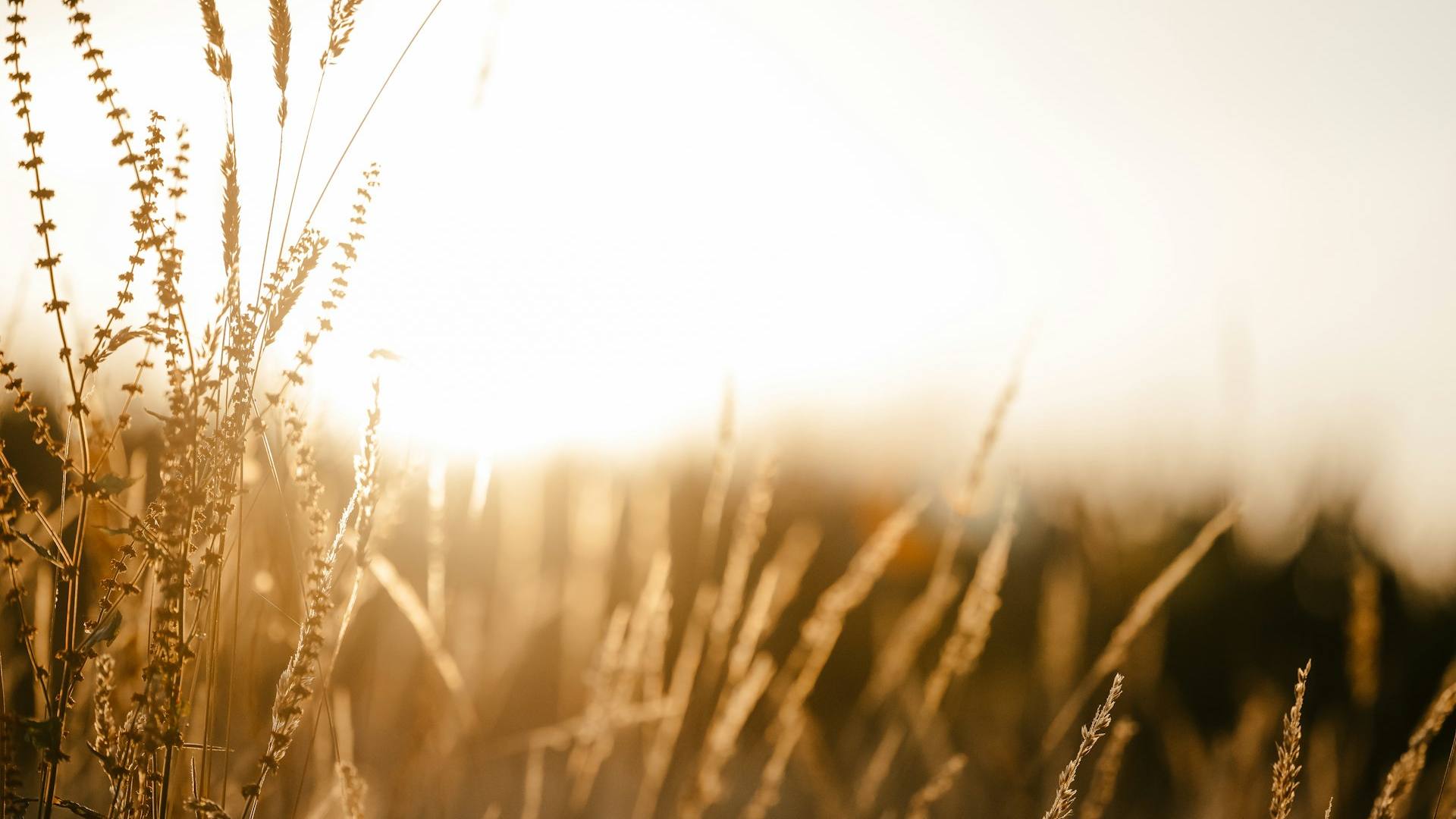 Illinois countryside wheat field